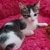 Athena [Chaton]