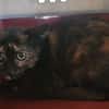 ORTENSE
