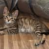 Tupac [Chaton]