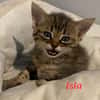 ISLA