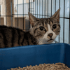 HARIBO