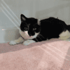 FIONA