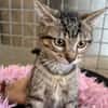 Tigrette