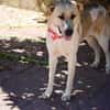 KAI (AIMAR)