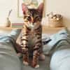 Bengal