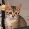 Berlioz