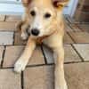 Welpe Enno sucht liebevolles Zuhause