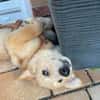 Welpe Enno sucht liebevolles Zuhause