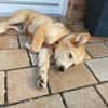 Welpe Enno sucht liebevolles Zuhause