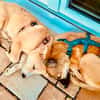 Welpe Enno sucht liebevolles Zuhause