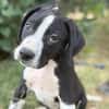 Onyx -Fröhlicher kleiner Welpe sucht sein Für-Immer-Zuhause!