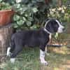 Onyx -Fröhlicher kleiner Welpe sucht sein Für-Immer-Zuhause!