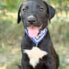 Jasper -Kleiner Entdecker sucht liebevolles Zuhause!