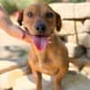 Archie (Abner) -Sensibler Rüde sucht Liebe und Geborgenheit!