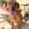 Archie (Abner) -Sensibler Rüde sucht Liebe und Geborgenheit!