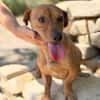 Archie (Abner) -Sensibler Rüde sucht Liebe und Geborgenheit!