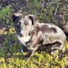 FELIX sucht ein liebevolles Zuhause