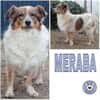 MERABA * sanfte ausgeglichene Lady