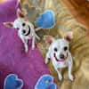 Bella - Chihuahua Seniorin sucht