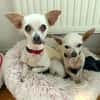 Bella - Chihuahua Seniorin sucht