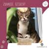 Katze Rosalia sucht ihr neues Zuhause