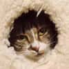 Katze Rosalia sucht ihr neues Zuhause