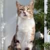 Katze Rosalia sucht ihr neues Zuhause
