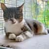 Katze Rosalia sucht ihr neues Zuhause