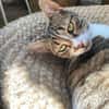 Katze Rosalia sucht ihr neues Zuhause