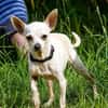 Blanca - Chihuahua Seniorin sucht
