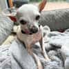 Blanca - Chihuahua Seniorin sucht