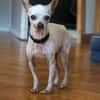Blanca - Chihuahua Seniorin sucht