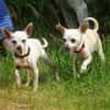 Blanca - Chihuahua Seniorin sucht