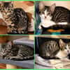 4 Kitten - warten in 97993 Creglingen