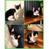 4 Kitten - warten in 97993 Creglingen