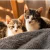 4 Kitten - warten in 97993 Creglingen