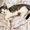 4 Kitten - warten in 97993 Creglingen
