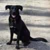 GRISHA- Handicap Hund sucht Zuhause