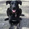 GRISHA- Handicap Hund sucht Zuhause