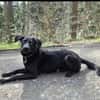 GRISHA- Handicap Hund sucht Zuhause