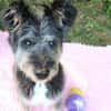 Kinderliebe Schnauzermixseniorin Flori sucht Familie