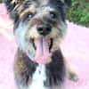 Kinderliebe Schnauzermixseniorin Flori sucht Familie