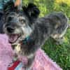Kinderliebe Schnauzermixseniorin Flori sucht Familie