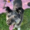 Kinderliebe Schnauzermixseniorin Flori sucht Familie
