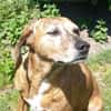 Romeo - NOTFALL in 78315 Radolfzell