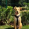 Süße Angelina (Lina) sucht Lebensplatz