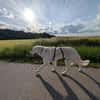 Suzy,Herz auf 4 Pfoten sucht hr Zuhause