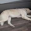 Suzy,Herz auf 4 Pfoten sucht hr Zuhause