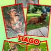 aufgeweckter Welpenjunge Tiago auf PS in 80686