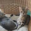 DAPHNEE PAB28769 en duo avec COLIN PAB28768